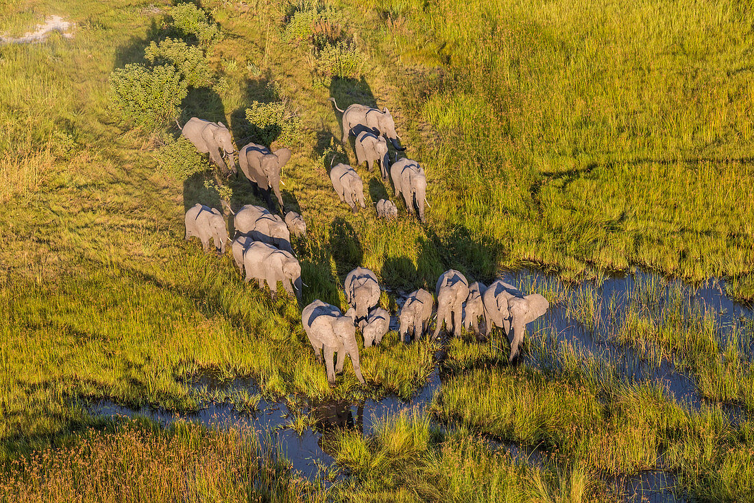 Luftaufnahme einer Herde von Elefanten, Okavango Delta, Botswana, Afrika