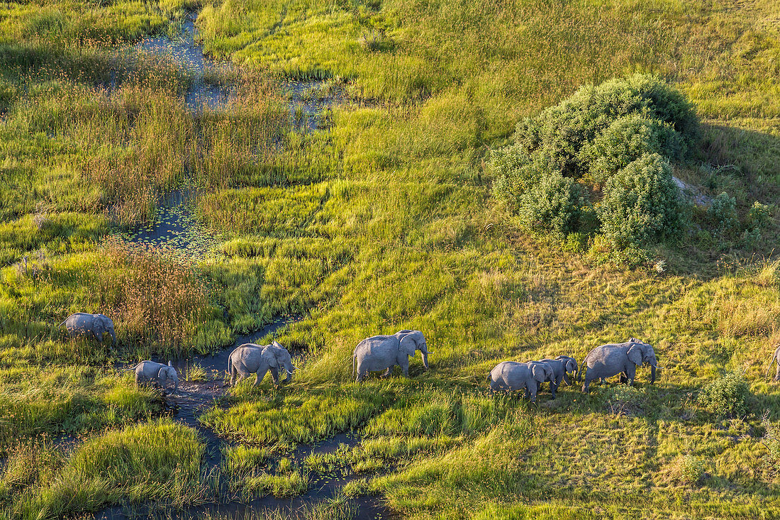 Luftaufnahme von Elefanten, Okavango Delta, Botswana, Afrika