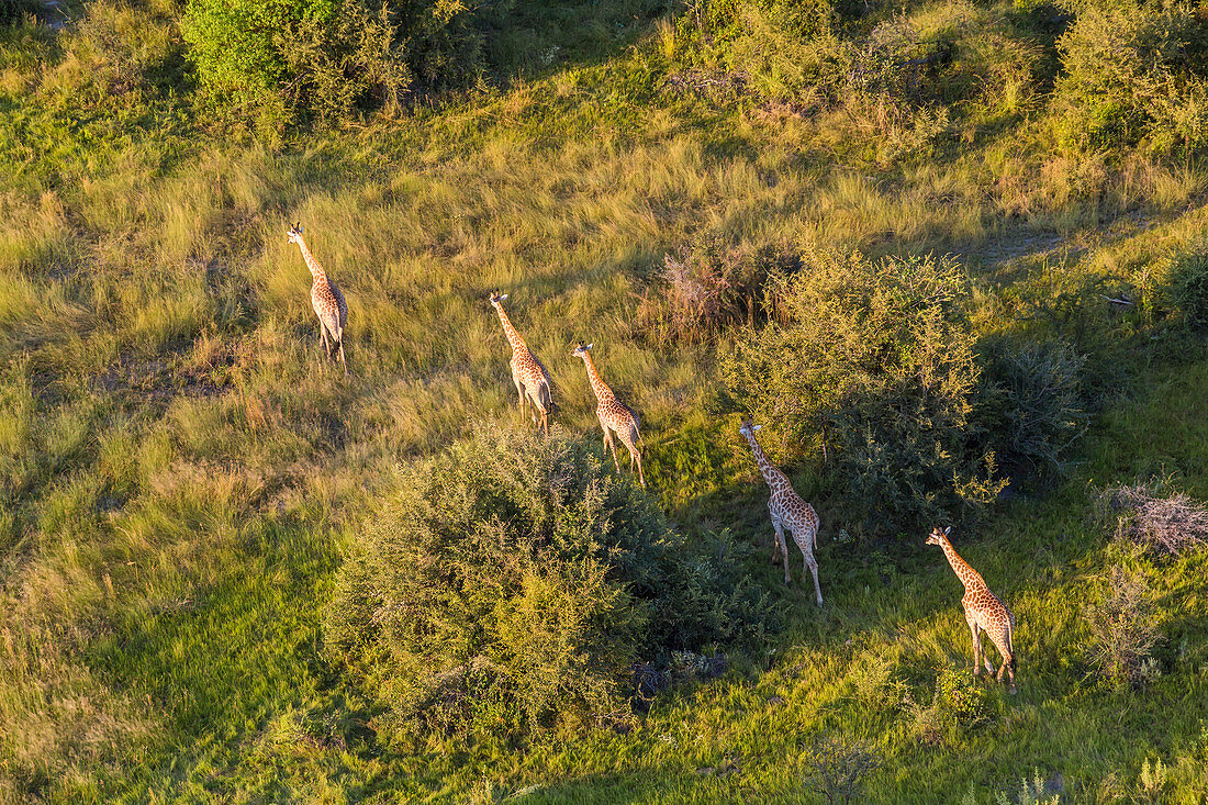 Aerial view of Giraffe, Okavango Delta, Botswana
