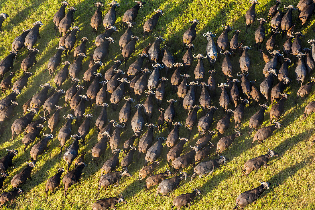 Aerial view herd of African Buffalo's, Okavango Delta, Botswana, Africa