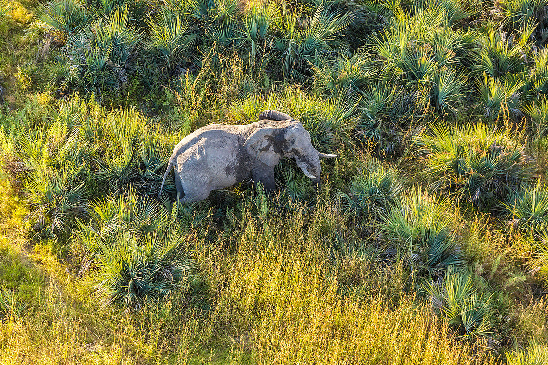 Aerial view of elephant, Okavango Delta, Botswana, Africa