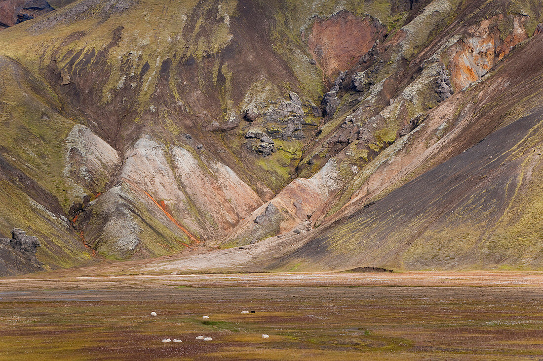 Schafe und Berge, Landmannalaugar, Island