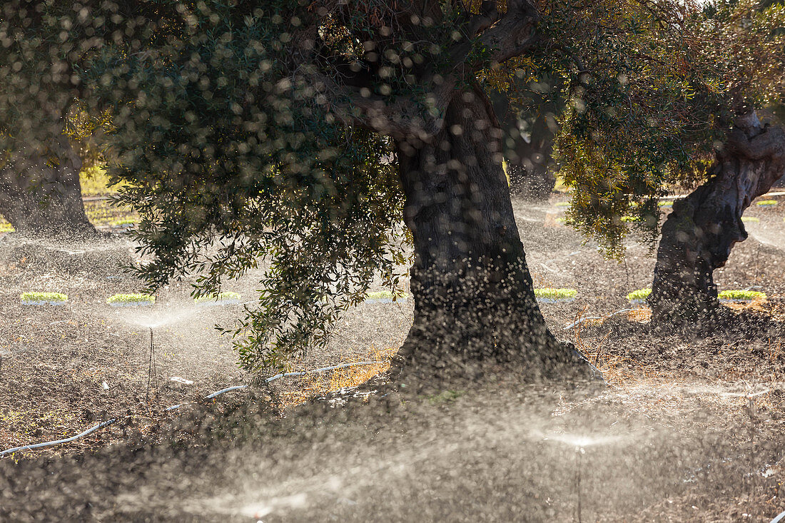 Sprinkleranlagen zur Bewässerung von Olivenbäumen in Apulien, Italien