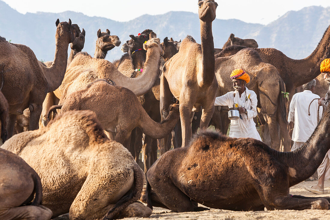 Pushkar Kamelmarkt, Pushkar, Bundesstaat Rajasthan, Indien