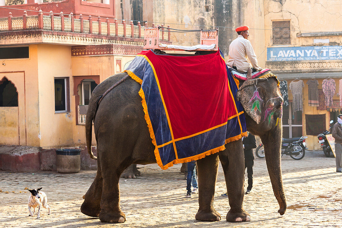 Elefanten und Mahout, Jaipur, Rajasthan, Indien