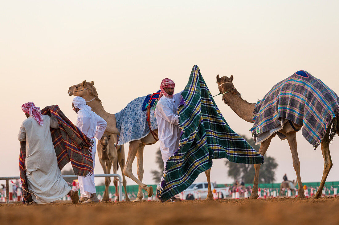 Kamele mit Decken auf der Rennstrecke in Dubai, Vereinigte Arabische Emirate
