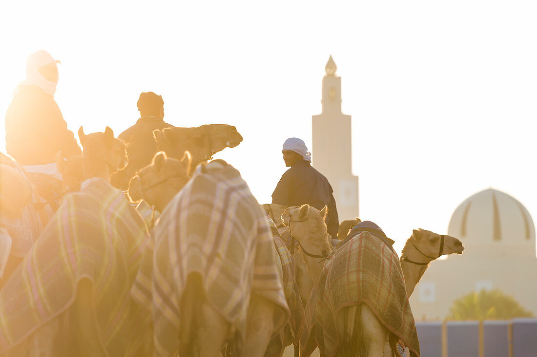 Kamele im Training auf der Rennstrecke mit Moschee, Dubai, Vereinigte Arabische Emirate, VAE