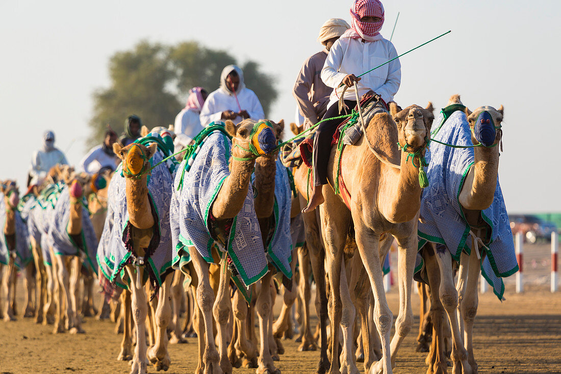 Kamele im Training auf der Rennstrecke in Dubai, Vereinigte Arabische Emirate, Vereinigte Arabische Emirate