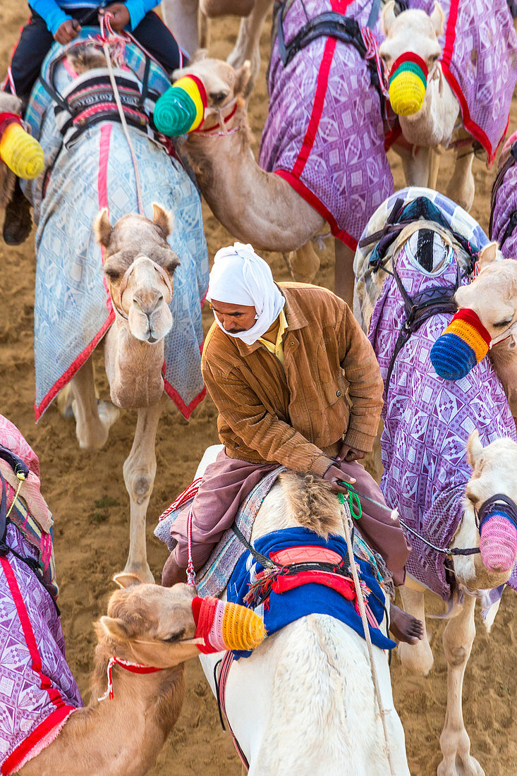 Rennkamele, Dubai, Vereinigte Arabische Emirate