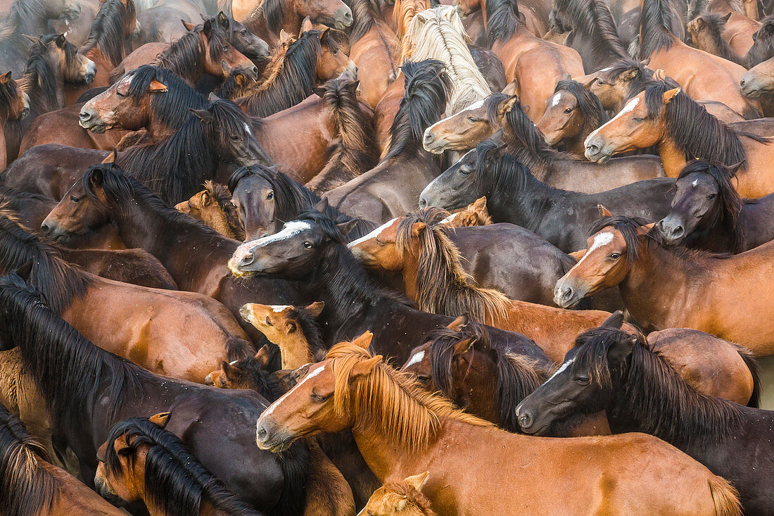 Wildpferde in der überfüllten Arena während des Festivals Rapa das Bestas (Scheren der Bestien) in Sabucedo, Galizien, Spanien