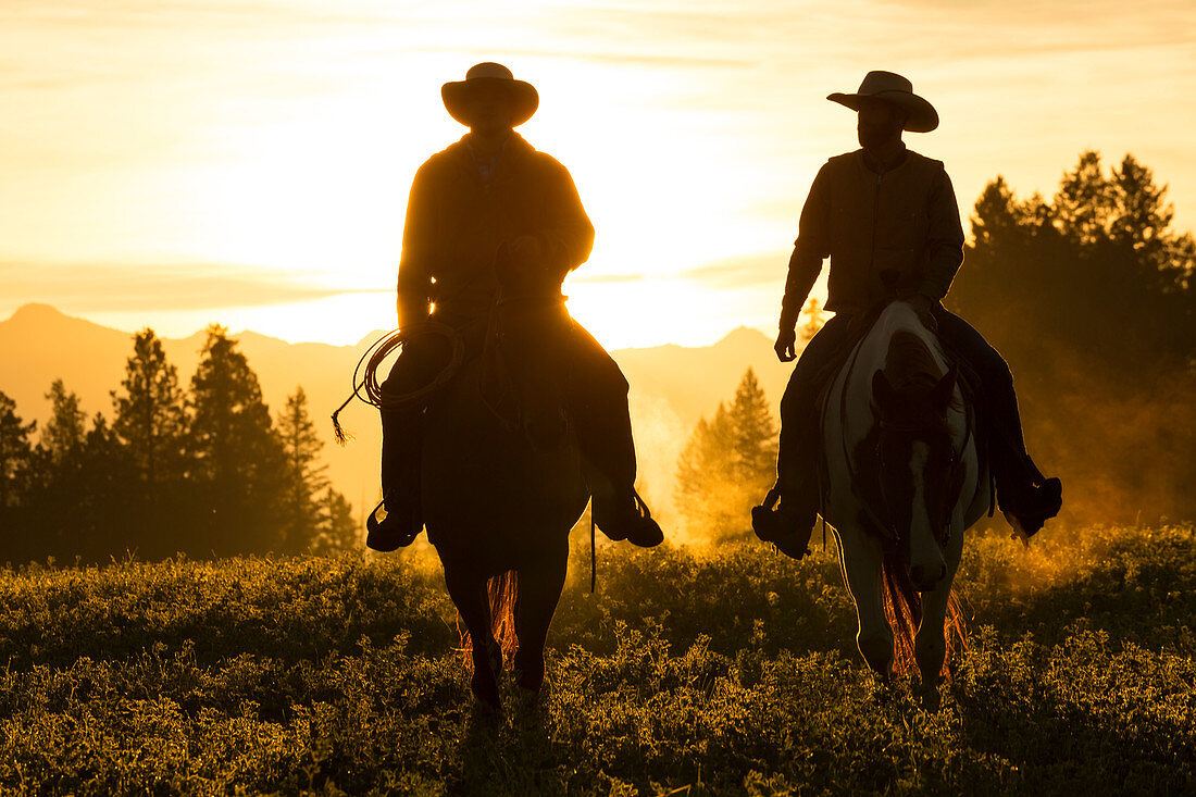 Cowboys riding across grassland with moutains behind, early morning, British Colombia, Canada. Model Released.