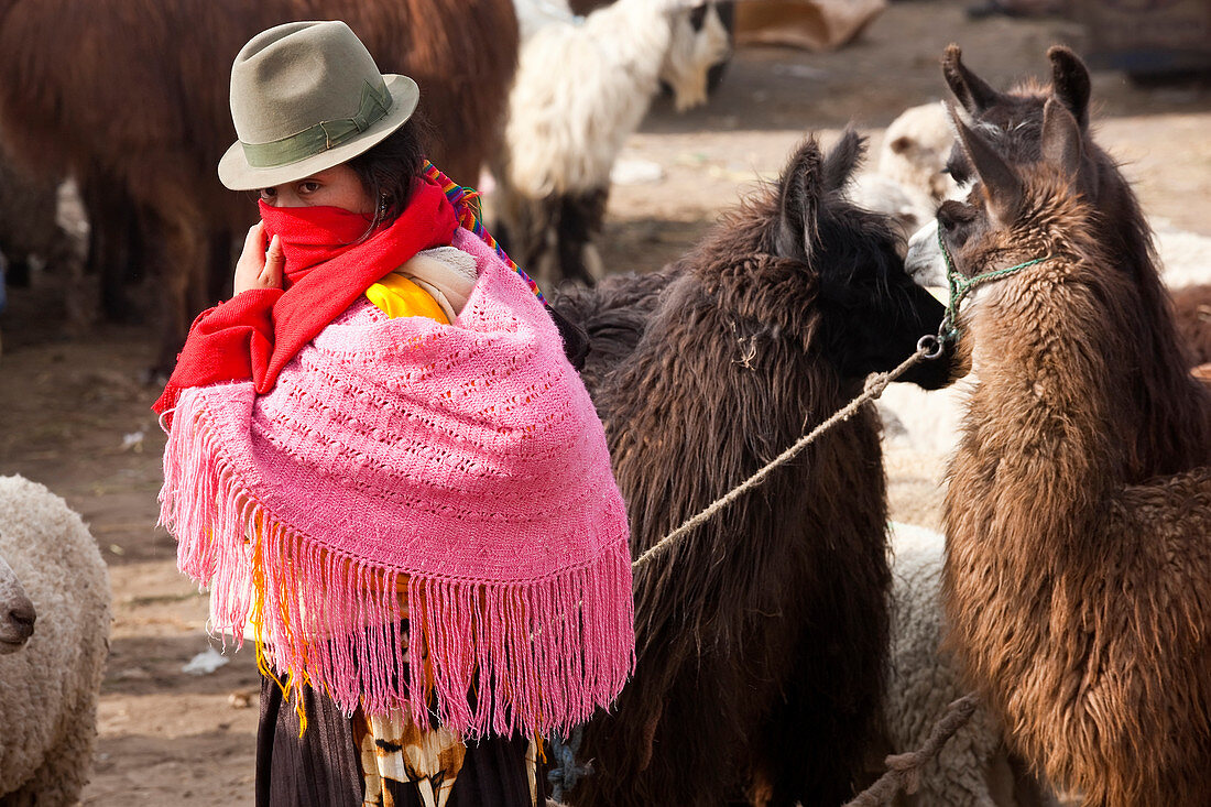 Frau mit Lamas in Zentral-Ecuador