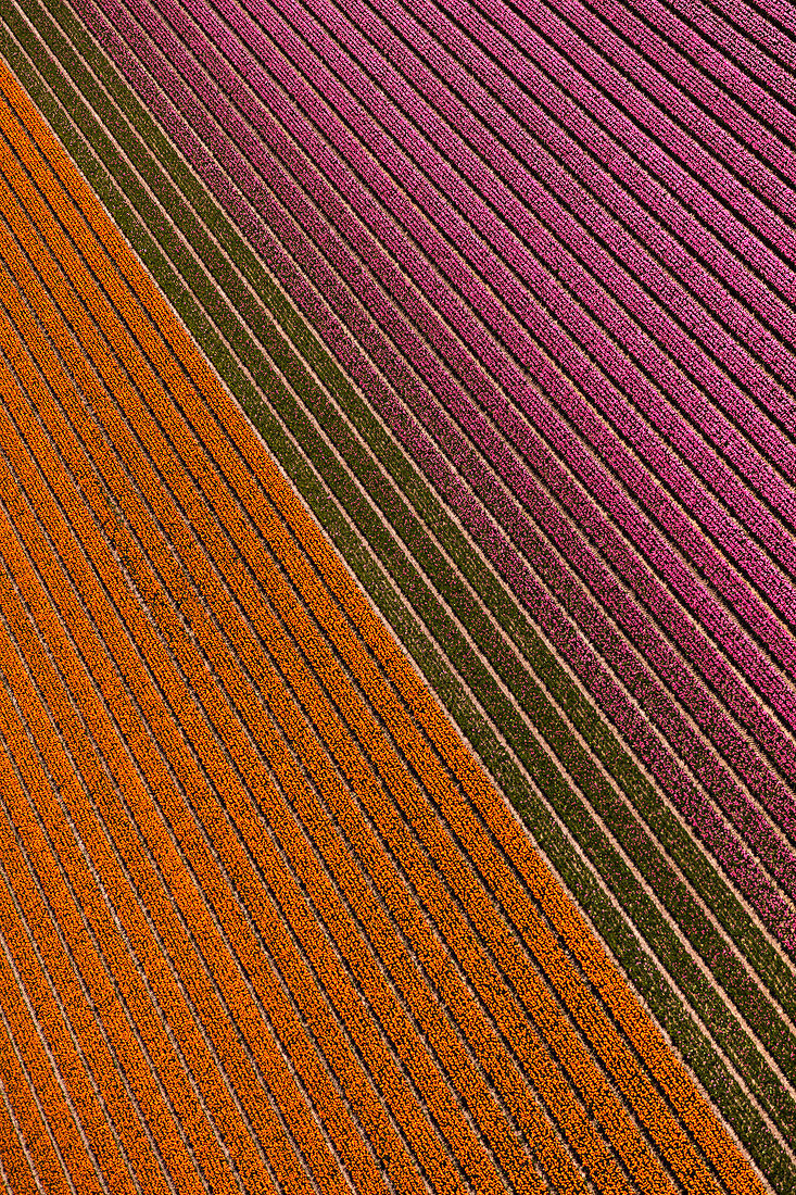 Luftaufnahme von Tulpenfeldern in Nordholland, Niederlande
