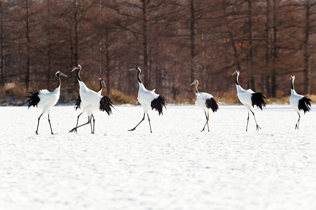 Rot gekrönte Kraniche im Schnee, Hokkaido, Japan