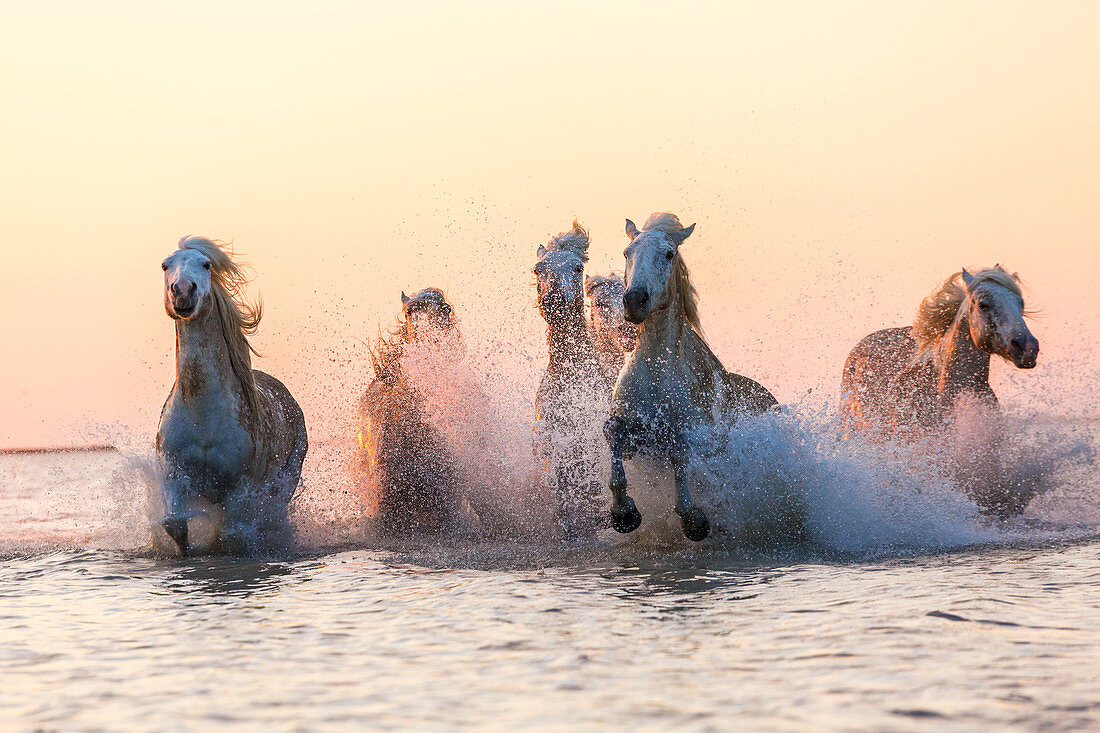 Weiße Pferde laufen durchs Wasser, Camargue, Frankreich