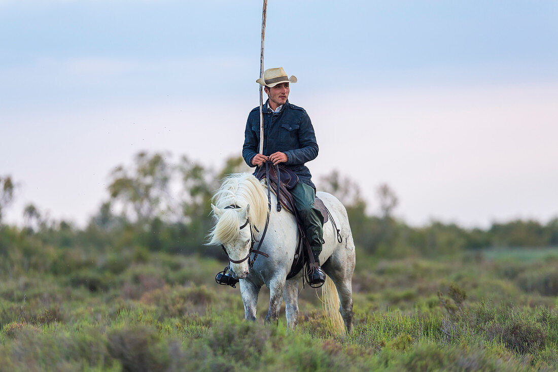 Wächter, Cowboy und Reiter der Camargue, Frankreich