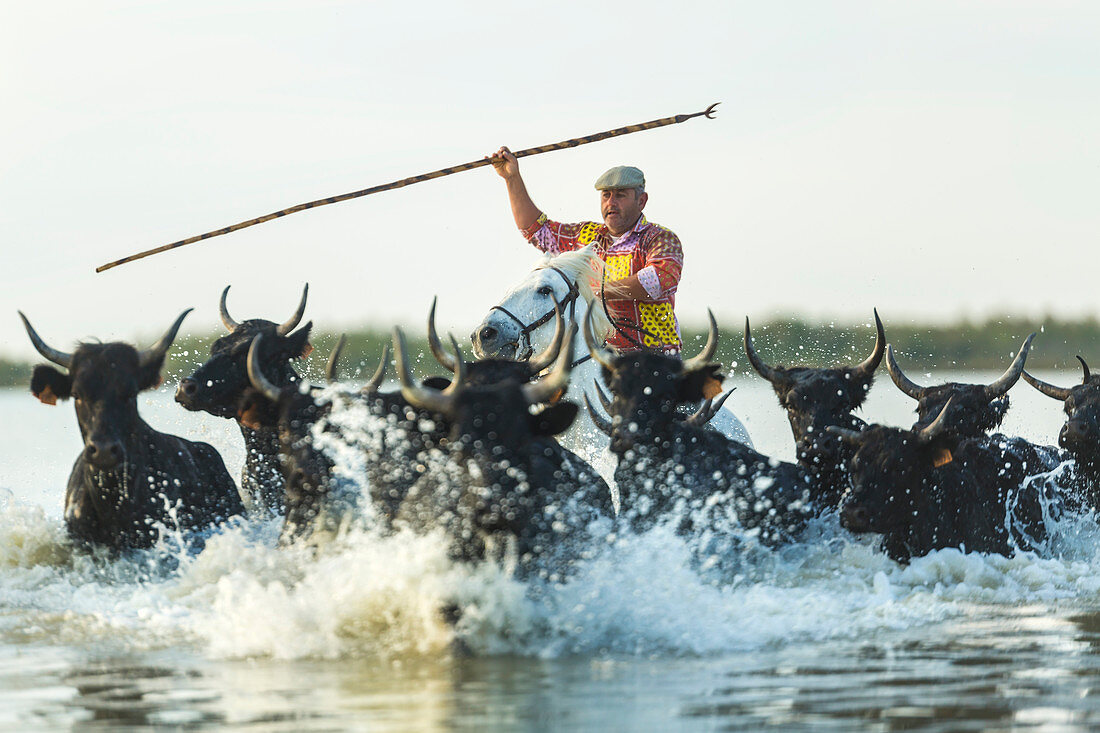 Gardian, Cowboy treibt Stiere durch das Wasser, Camargue, Frankreich