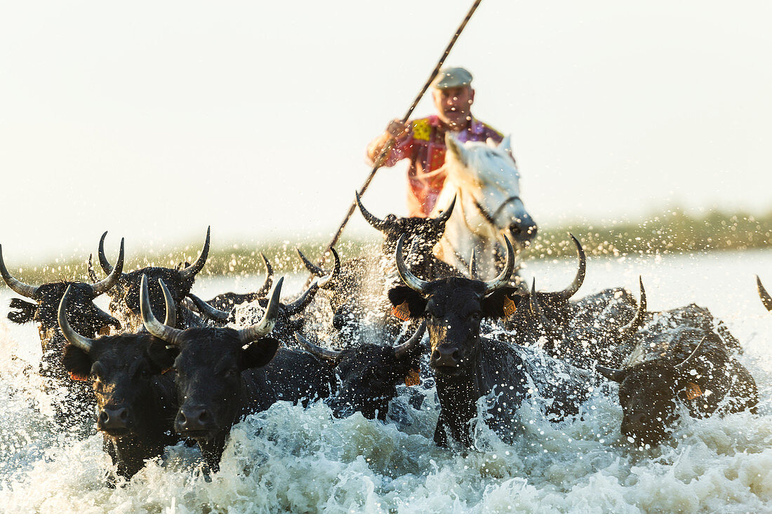 Gardian, Cowboy treibt Stiere durch das Wasser, Camargue, Frankreich