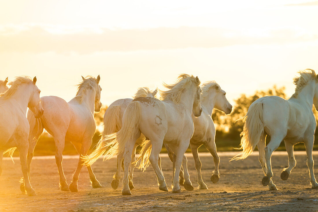 Herd of wild horses in the sunset
