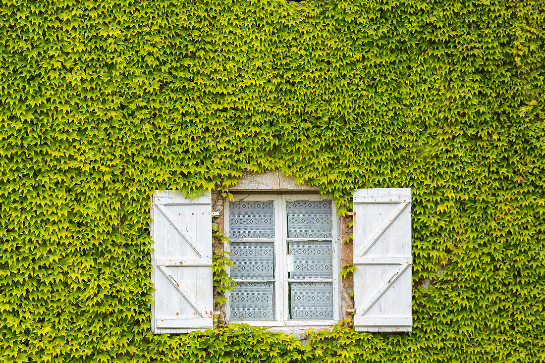 Rustikales Fenster in einer Wand aus grünem Efeu