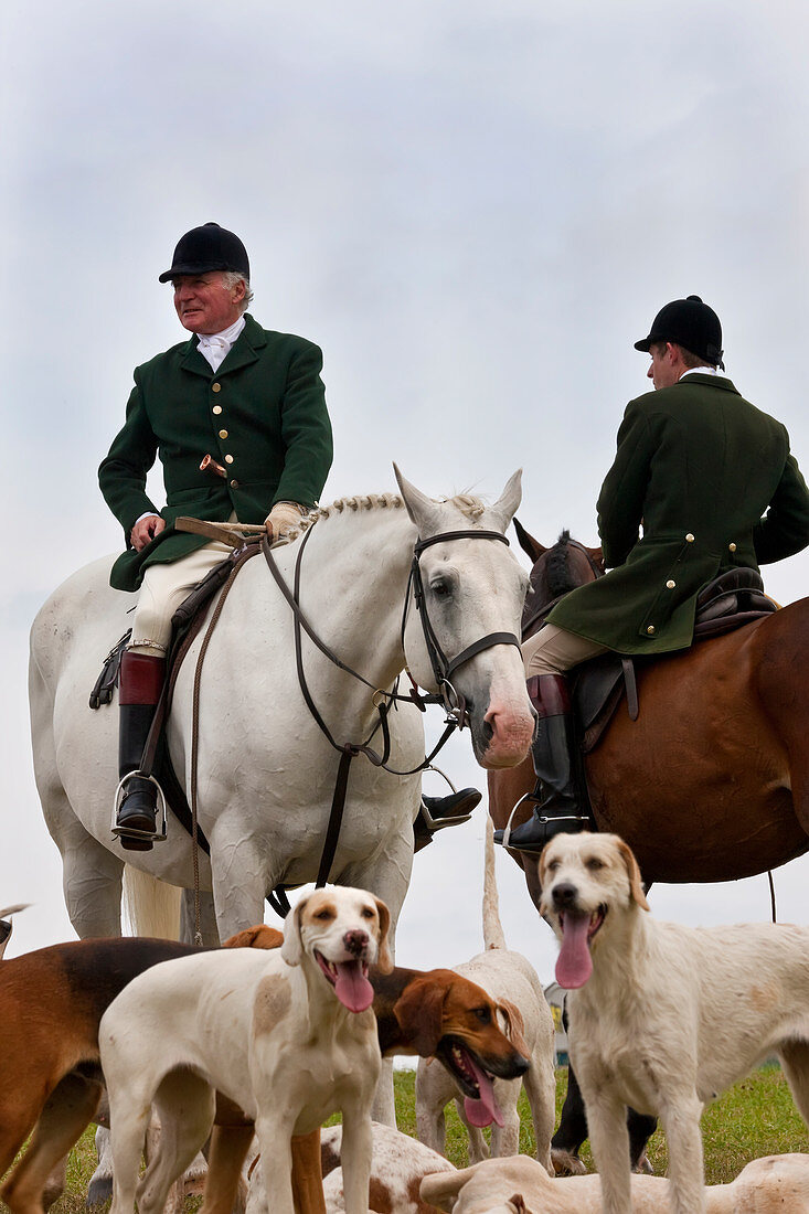 Fox hunting, horseman & hounds, Gloucestershire, UK