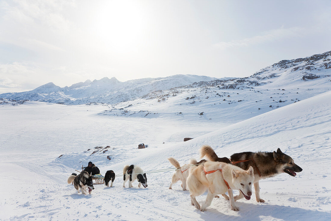 Hundeschlittenfahren in Grönland