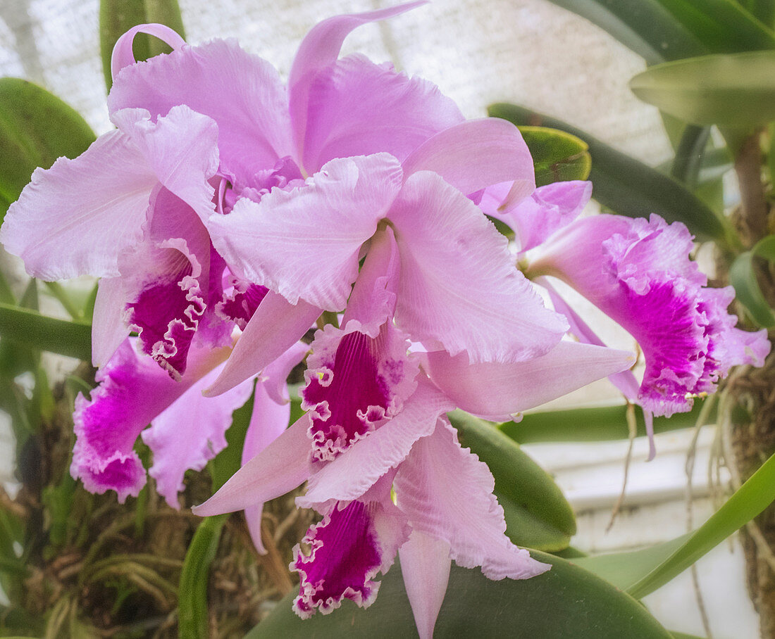 Cattleya warneri, Botanischer Garten von Rio, Brasilien, Er ist eng mit Cattleya labiata verwandt.