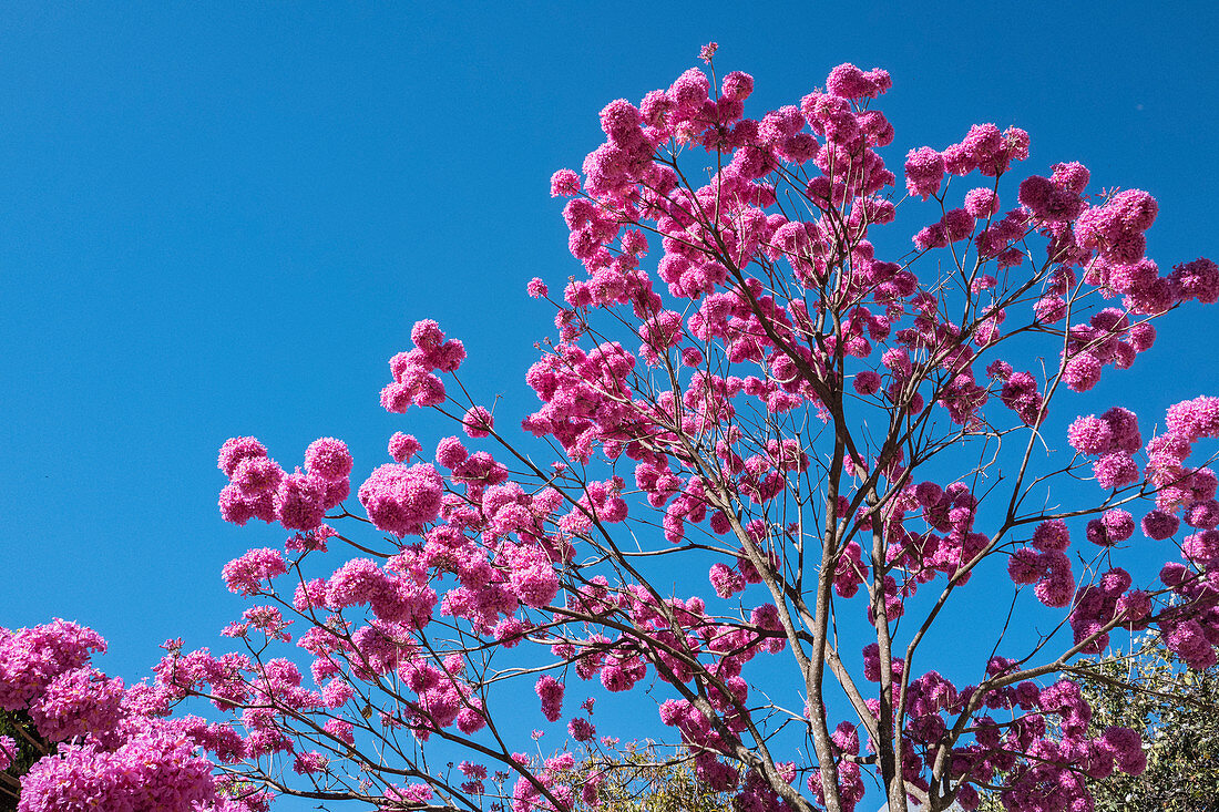 Roter Lapacho (Handroanthus impetiginosus), Brasilien