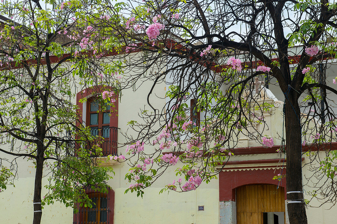 A side building, part of the Cathedral of Our Lady of the Assumption, in the city of Oaxaca de Juarez, Oaxaca, Mexico.