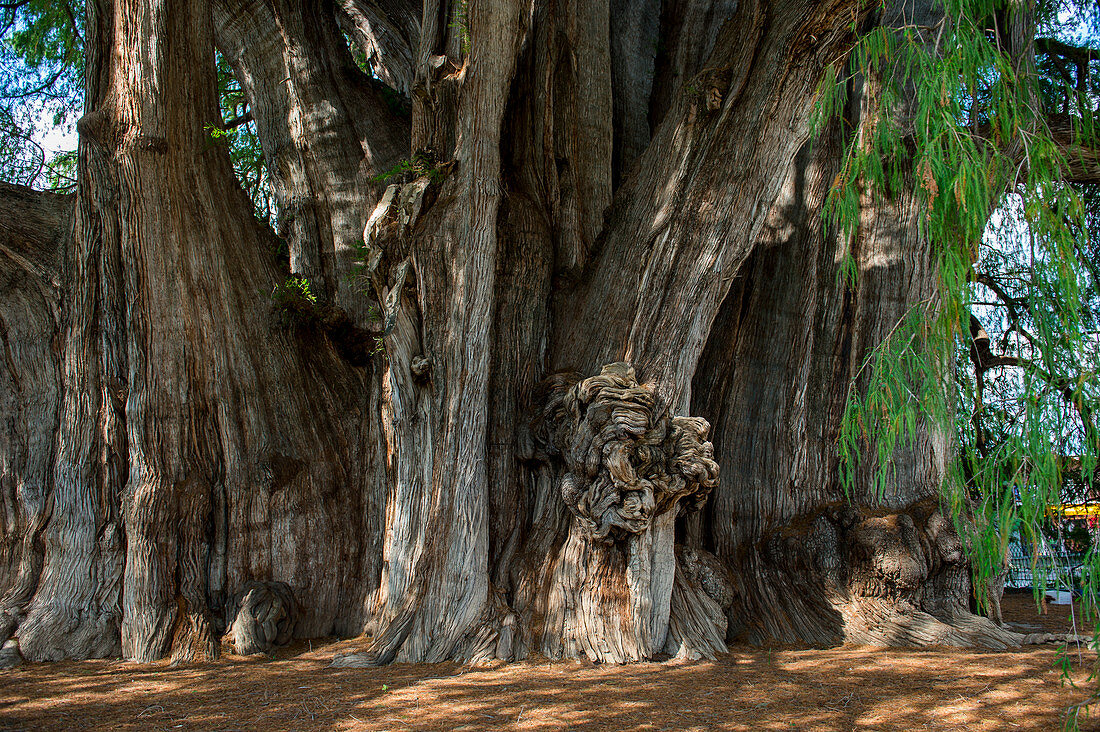 Riesiger Wuchs auf dem El Arbol del Tule (Tule-Baum, Montezuma-Zypresse), auf dem Kirchengelände im Stadtzentrum von Santa Maria del Tule im mexikanischen Bundesstaat Oaxaca, etwa 9 km östlich der Stadt Oaxaca an der Straße nach Mitla, Südmexiko