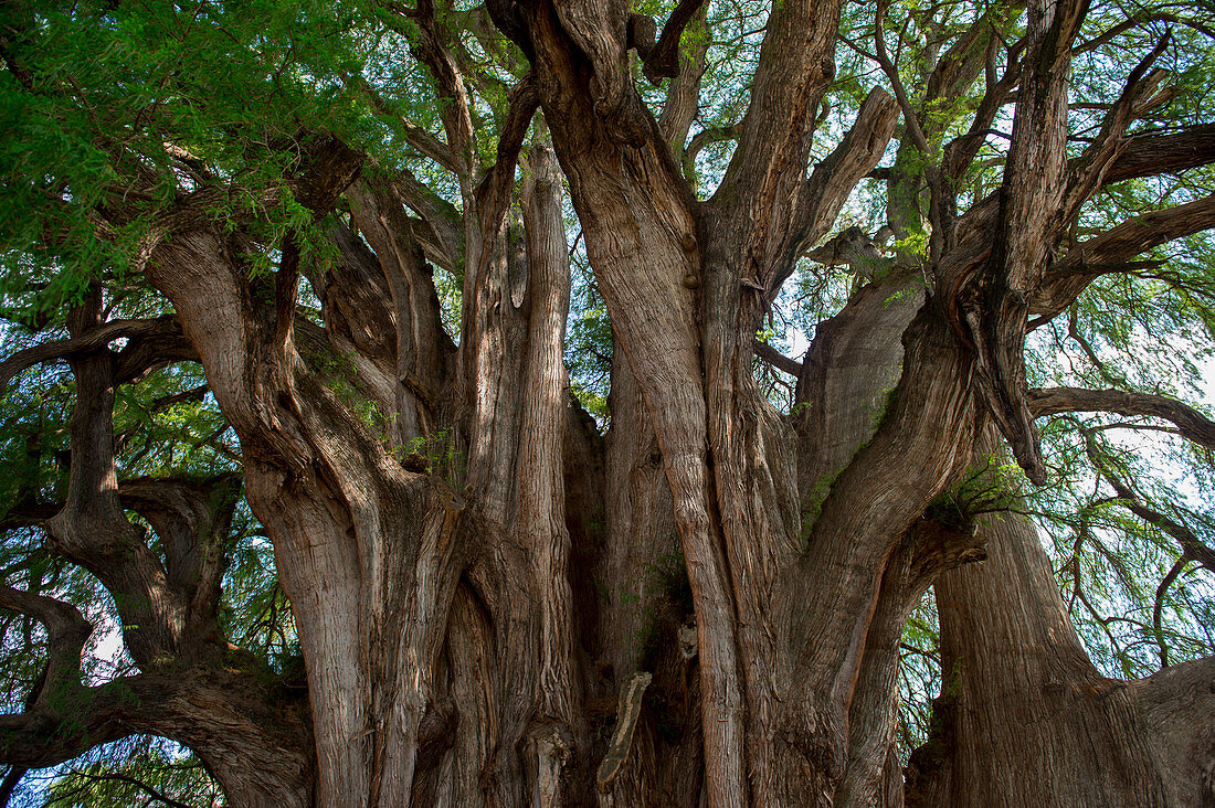 El Arbol del Tule (Tule-Baum, Montezuma-Zypresse) ist ein Baum auf dem Kirchengelände im Stadtzentrum von Santa Maria del Tule im mexikanischen Bundesstaat Oaxaca, etwa 9 km östlich der Stadt Oaxaca an der Straße nach Mitla. Südmexiko.