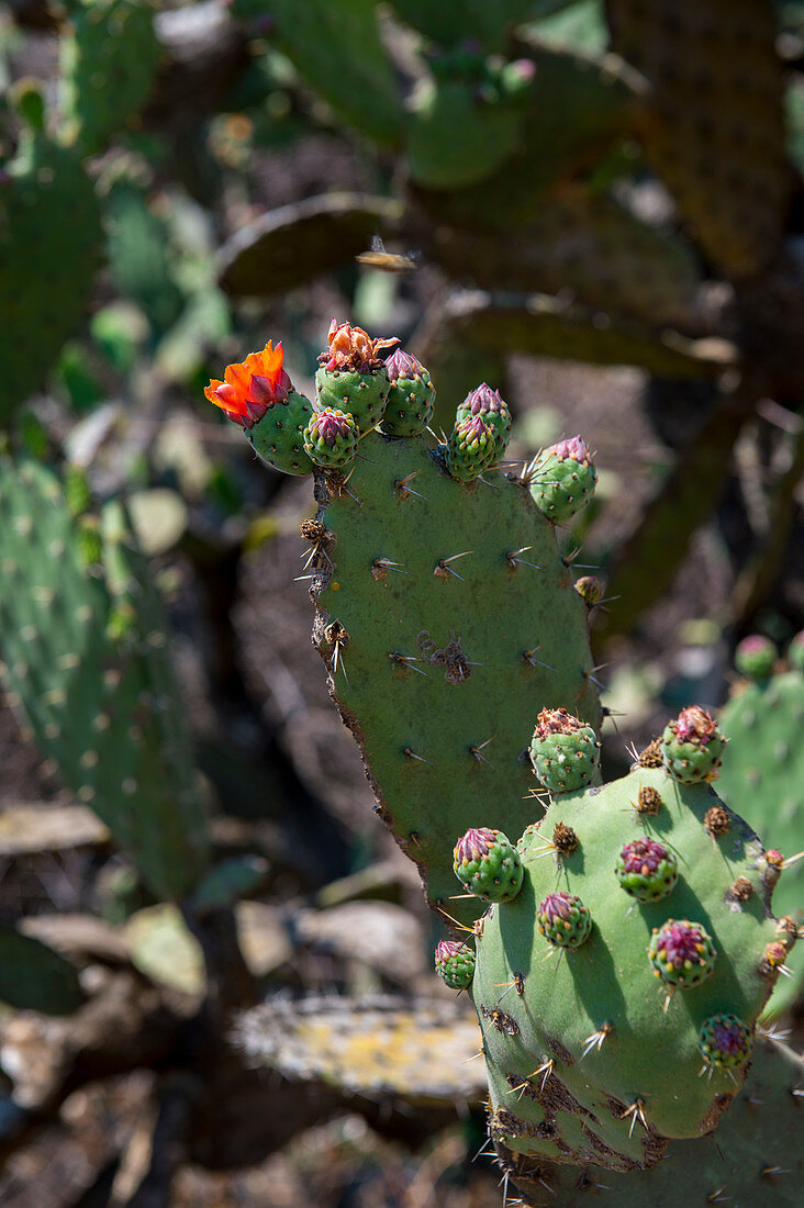 Ein Opuntia-Kaktus im Oaxaca-Tal südwestlich von Oaxaca, Mexiko.