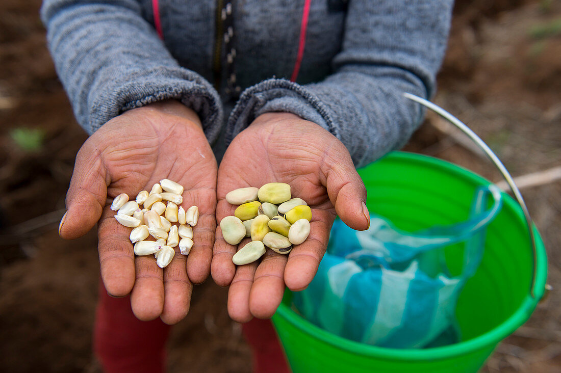 Bäuerin zeigt Samen, die sie auf einem Feld in der Nähe des mixtekischen Dorfes San Juan Contreras in der Nähe von Oaxaca, Mexiko, anpflanzt.