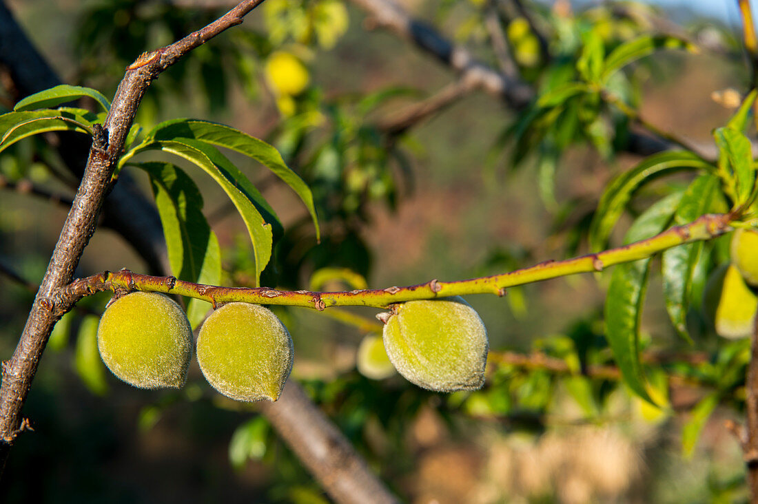 Peaches on a tree in the Mixtec village of San Juan Contreras near Oaxaca, Mexico.