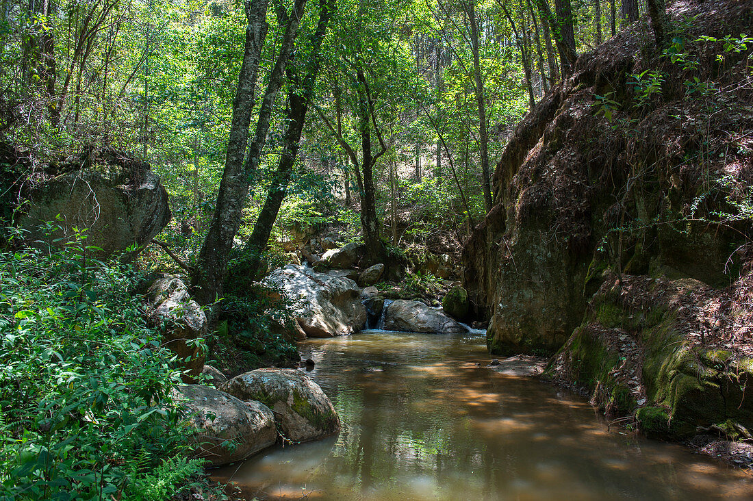 Forest landscape with a creek near the waterfalls in the hills above the Mixtec village of San Juan Contreras near Oaxaca, Mexico.