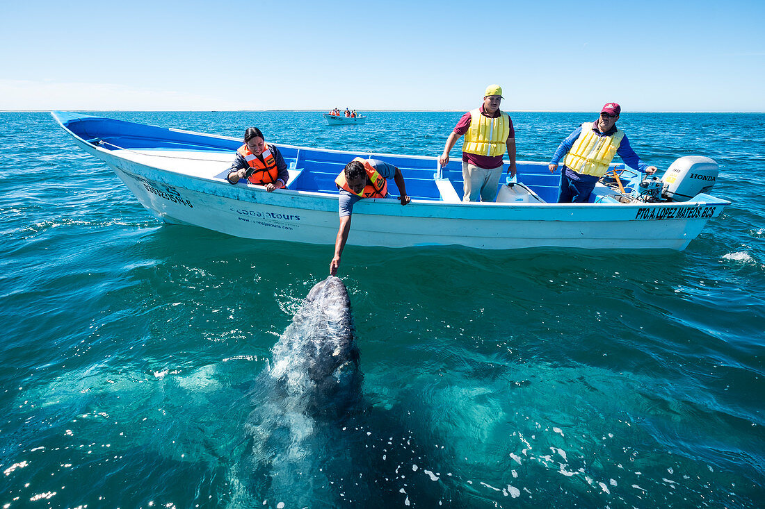 Whale watching in Magdalena Bay in Baja California Sur in northern Mexico