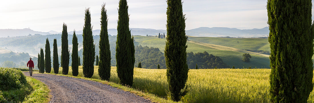 Mann, der einen mit Zypressen gesäumten Feldweg entlanggeht, Capella di Vitaleta, Val d'Orcia, Toskana, Italien.