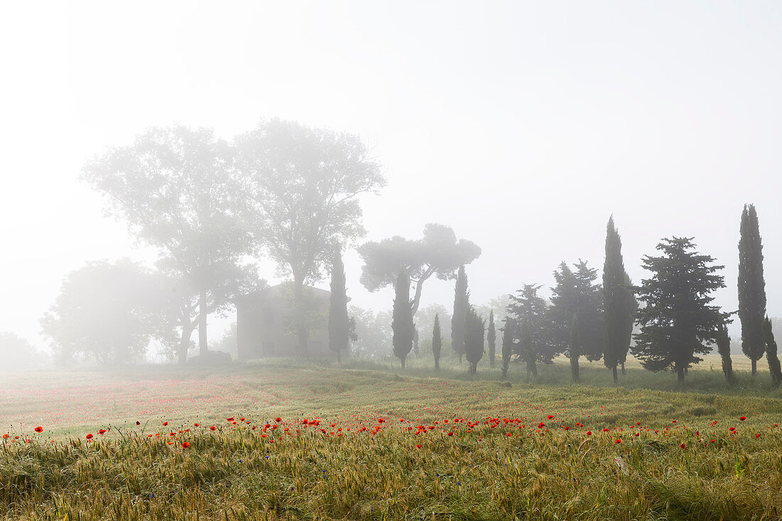 Early morning mist and field of poppies and old abandoned farmhouse, Tuscany, Italy