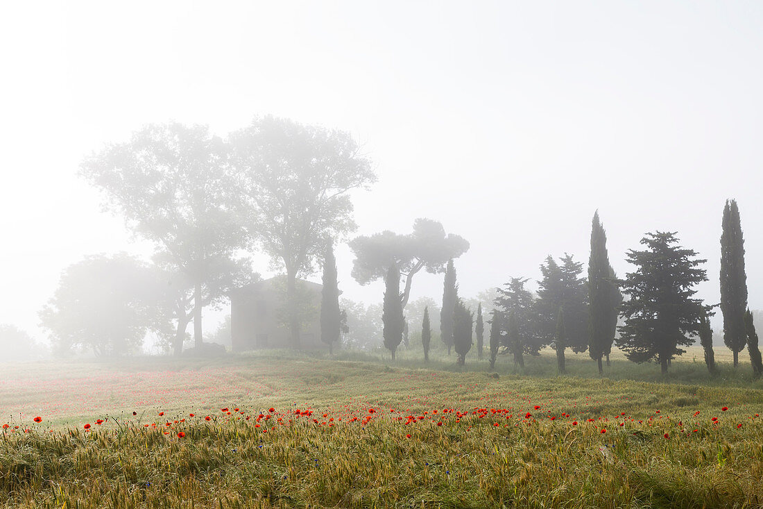 Frühmorgendlicher Nebel und Mohnfeld und altes verlassenes Bauernhaus, Toskana, Italien