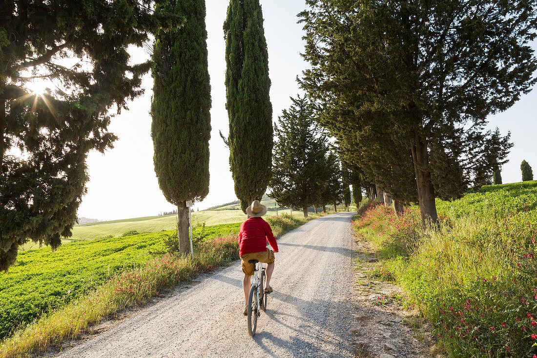 Radfahrer auf Feldweg bei Sonnenuntergang, Toskana, Italien