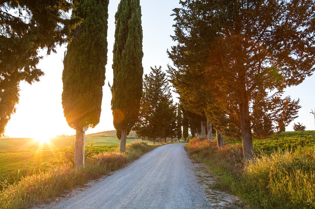 Zypressen gesäumte Straße bei Sonnenuntergang in der Toskana