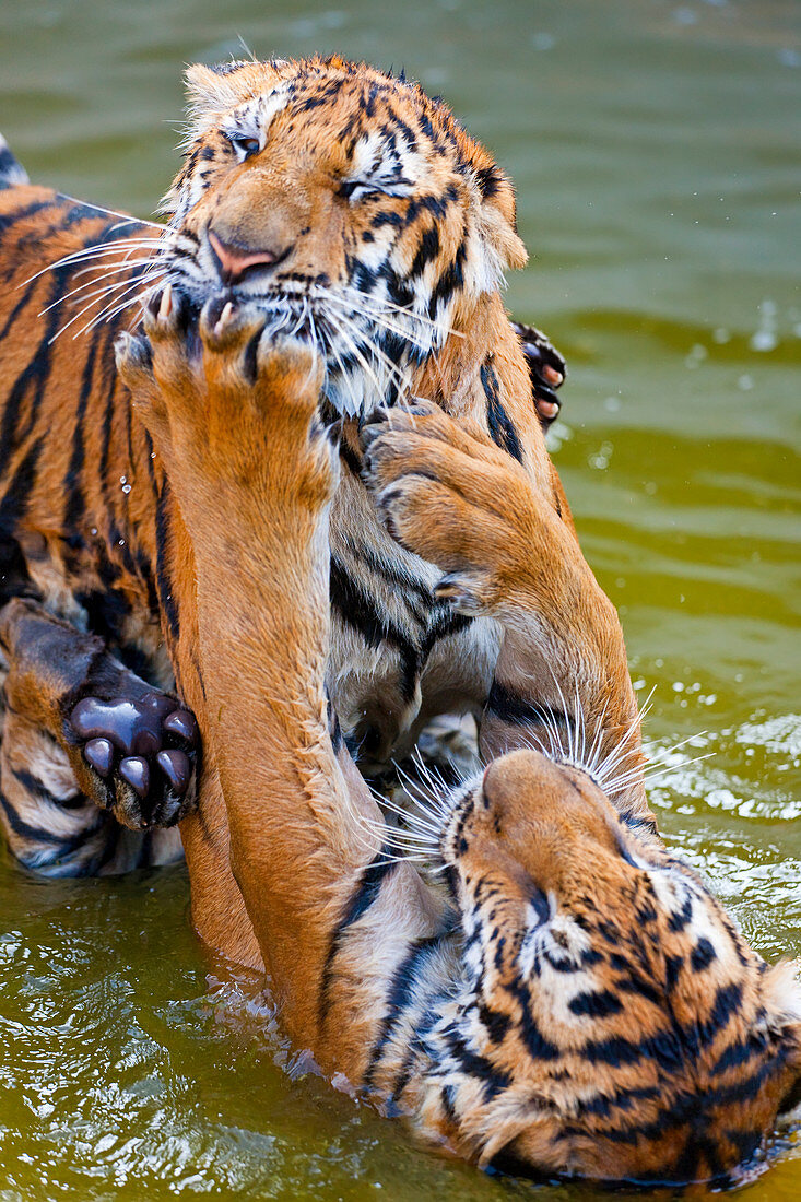 Young Indochinese tigers playing in the water in Thailand