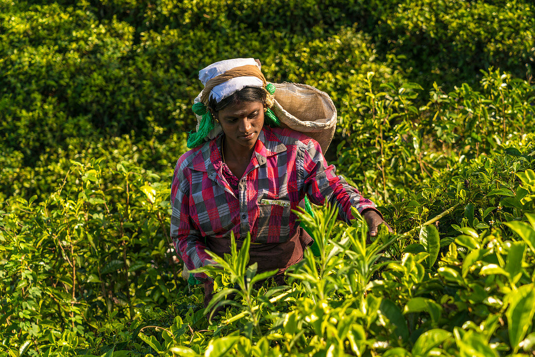 Tea pickers, Tea estate, Hapatule, Southern Highlands, Sri Lanka