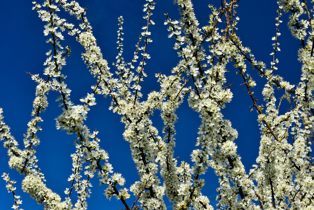 Blossoming tree and deep blue sky, near Salzhemmendorf, Lower Saxony