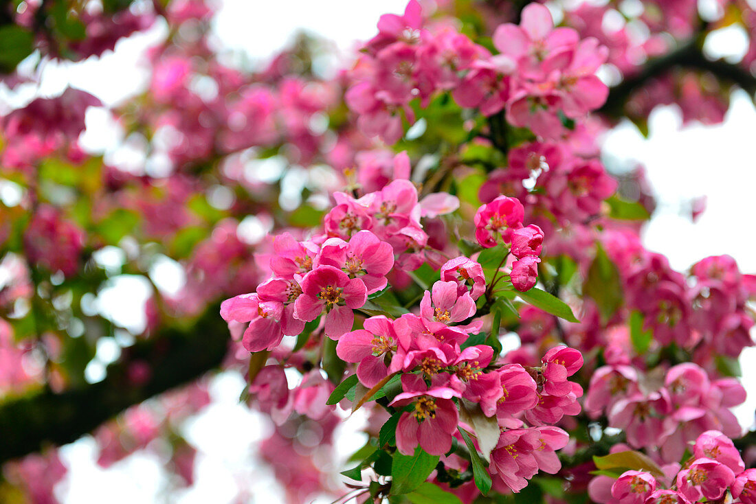 Close up of pink cherry blossoms in springtime, Ottensheim an der Donau, Austria
