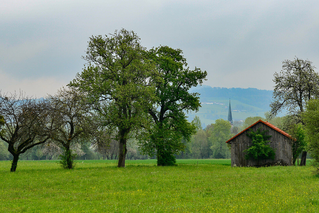 Wooden hut and pastures with trees in Ottensheim an der Donau, Austria