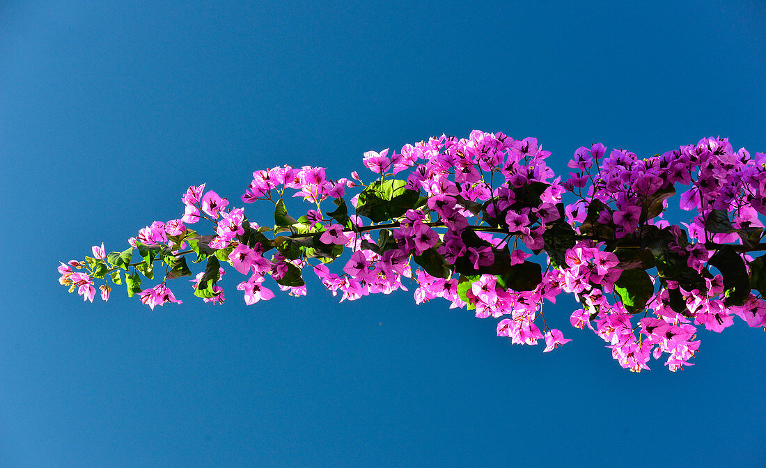 Blooming bougainville in the sunlight against a blue sky, Denia, Spain