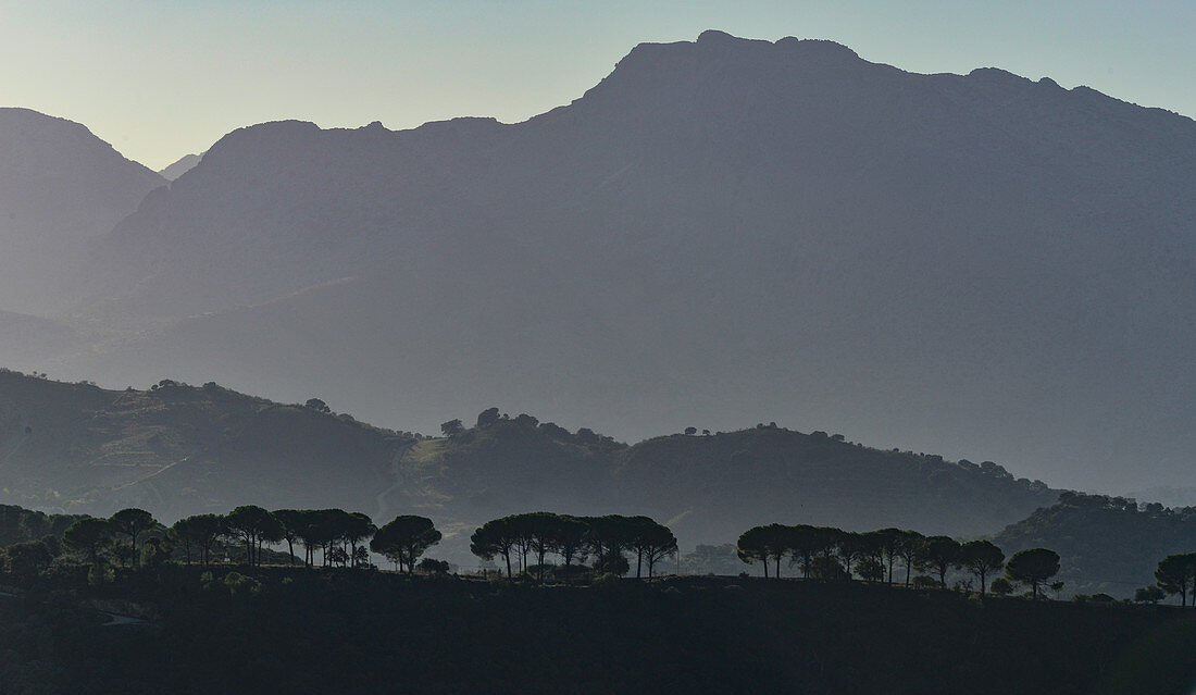 Cypress trees in front of a mountain range in the haze, Ronda, Andalusia, Spain