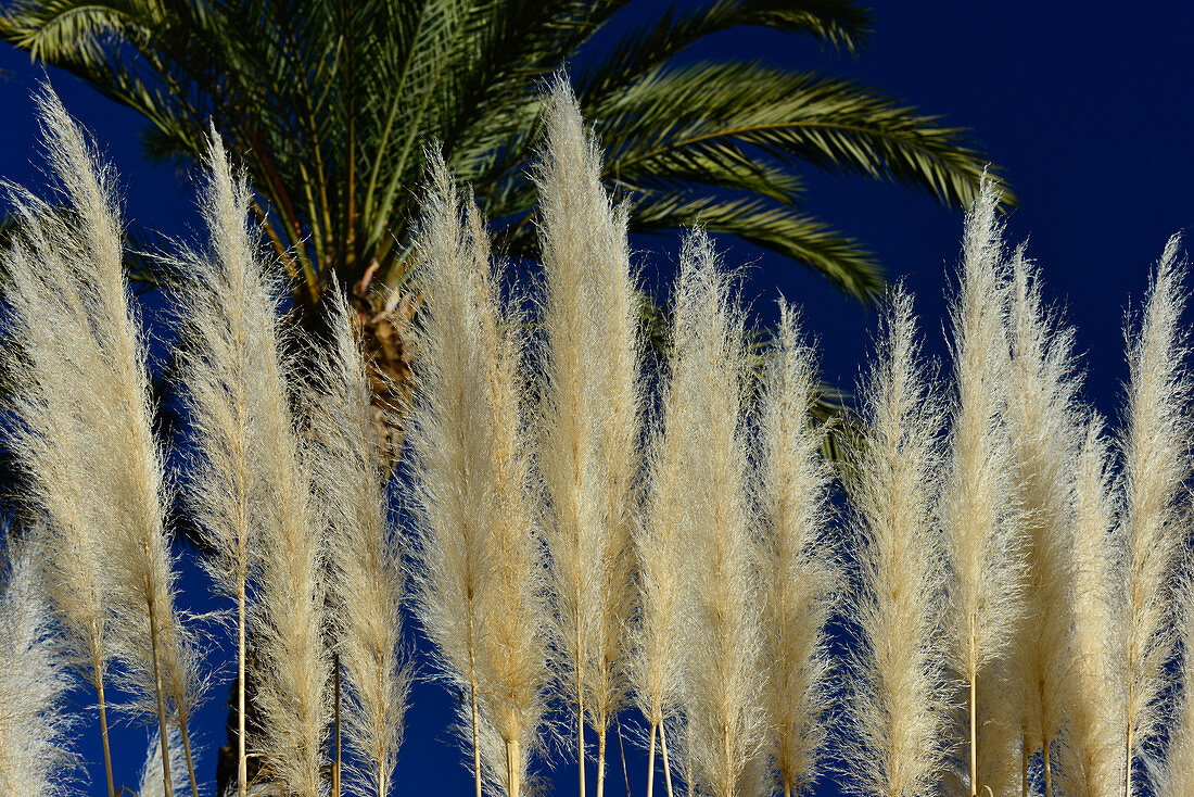 In der Sonne leuchtendes Schilfgras vor einer Palme, Isla Cristina, Andalusien, Spanien
