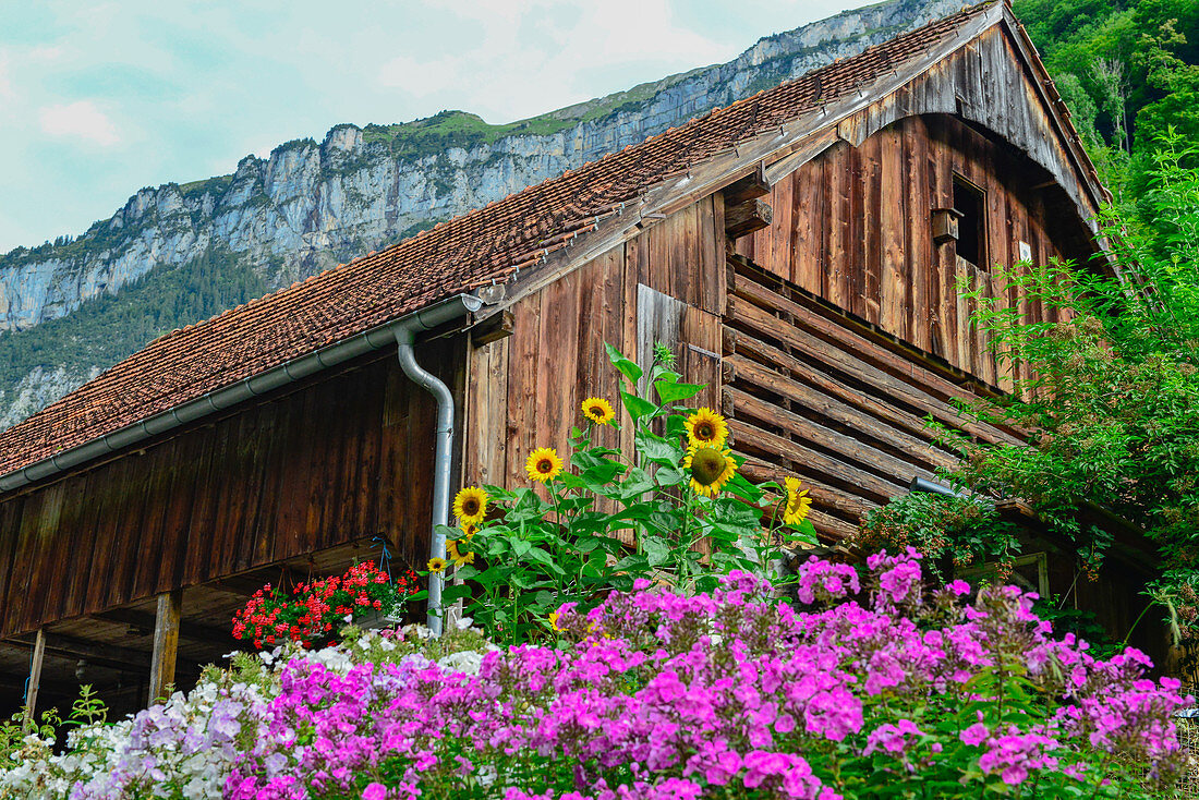 Üppige Blumenpracht vor einem alten Speicher aus Holz, Isenthal, Kanton Uri, Schweiz